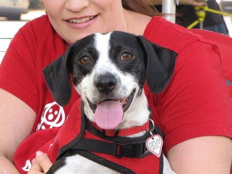 Woman in red shirt smiling, holding a black and white dog with pink tongue.