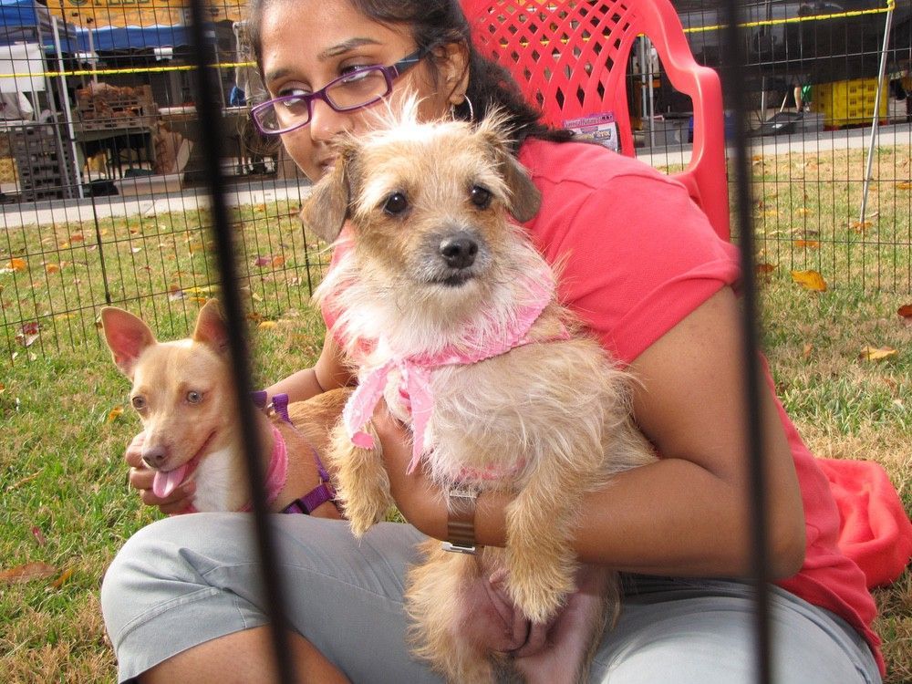 Woman holding two small dogs in a grassy area; the dog in front has a pink scarf.