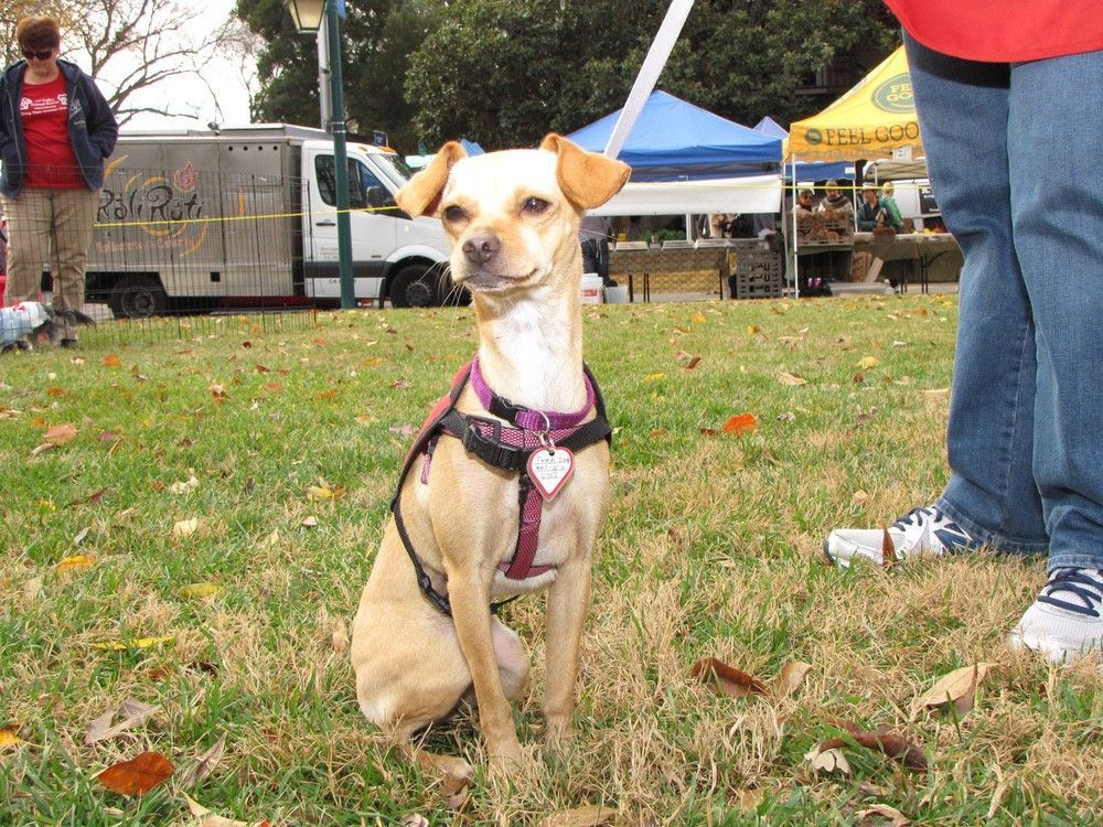 Tan dog with purple harness sits in a grassy park, near a person's legs and food vendors.