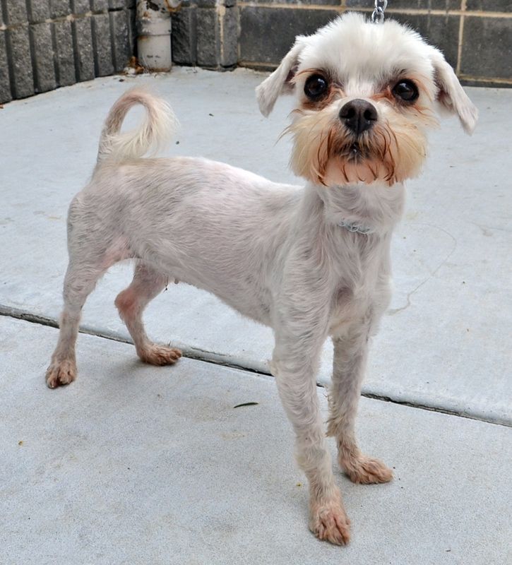 White dog with shaved fur, standing on a concrete surface. It has a mustache-like beard and perked ears.