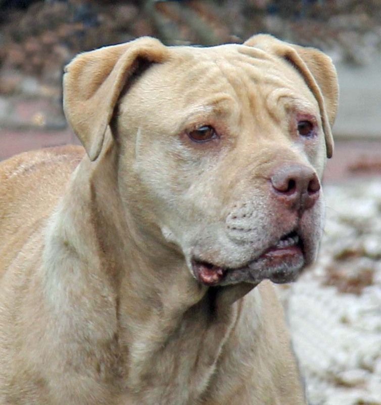 Tan-colored dog with a wrinkled face looking slightly to the side; outdoors.