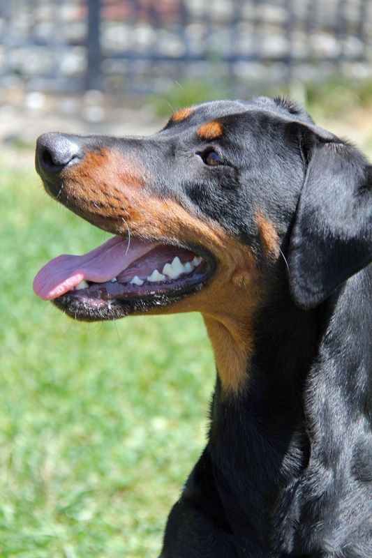 Black and tan Doberman pinscher with tongue out, looking to the side, set outdoors.