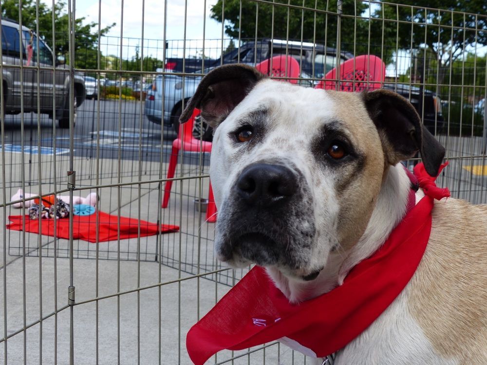 Dog with a red bandana looking at the camera, inside a metal enclosure, with a parking lot background.