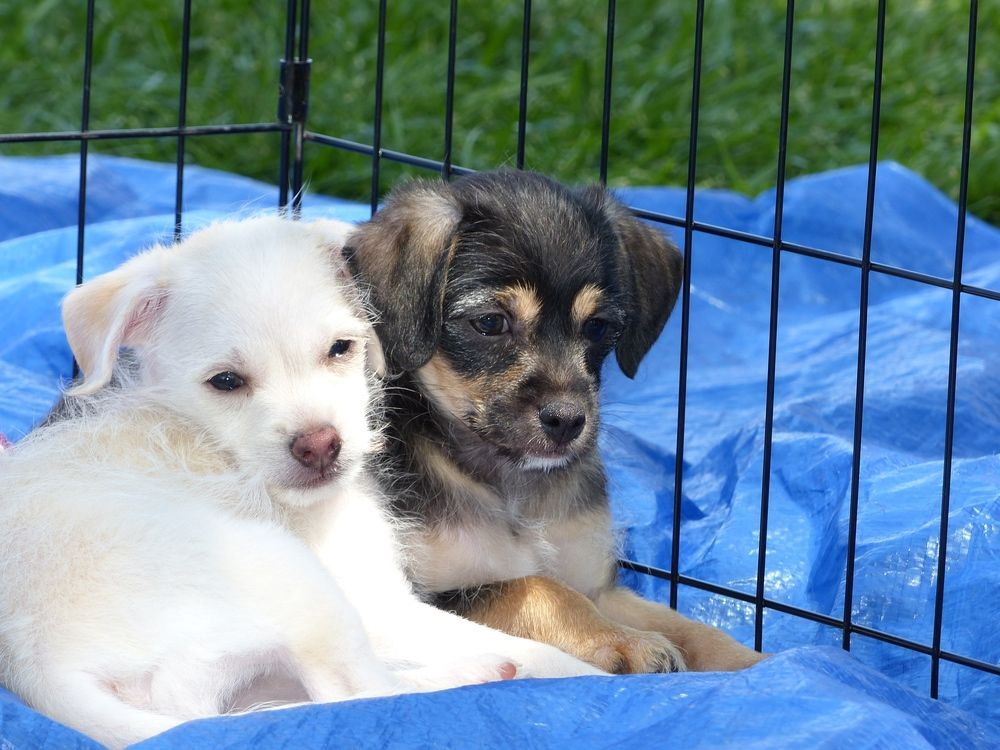 Two puppies, one white and one black/tan, lying on a blue tarp near a fence.