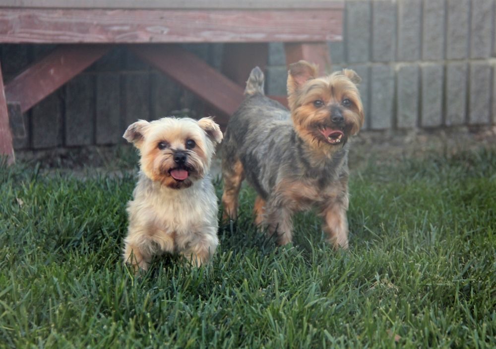 Two small, smiling dogs in green grass near a wooden structure. One is light-colored, the other gray-brown.