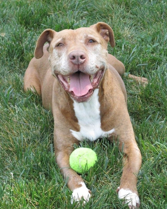 Tan dog with white chest and paws smiles, tongue out, next to a green tennis ball on grass.