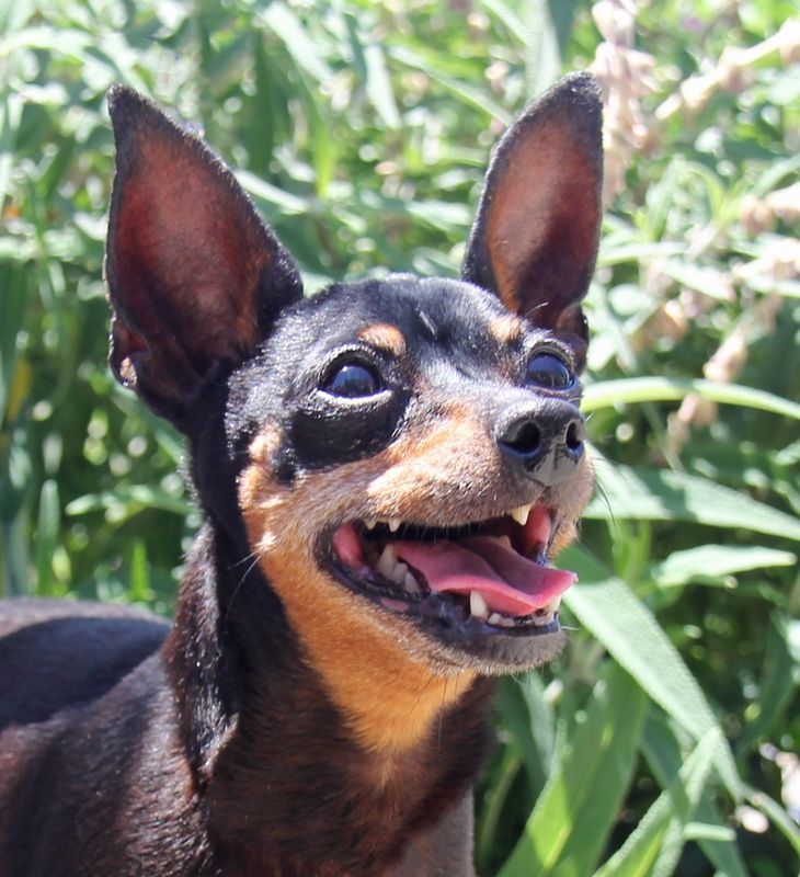 Black and tan dog with perked ears and open mouth, panting in front of greenery.