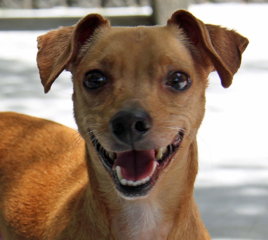 Brown dog with floppy ears smiling, showing teeth; outdoors, sunny.