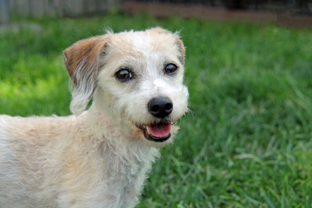 Tan and white scruffy dog with brown ears, smiling in a grassy yard.