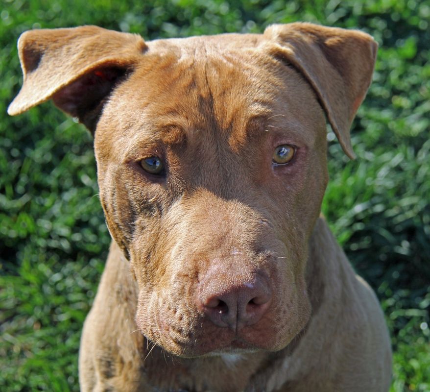 Brown pit bull with floppy ears, looking directly at the camera.