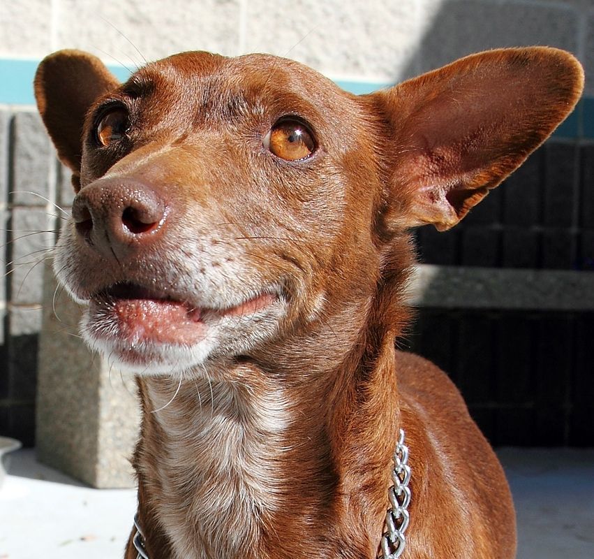 Brown dog with large ears, smiling, wearing a chain collar, outdoors.