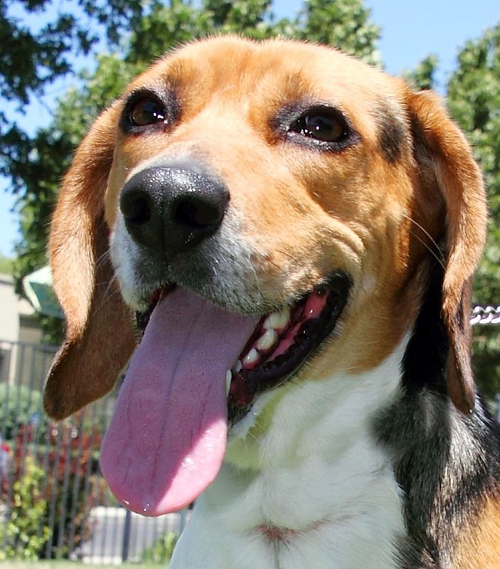 Beagle with brown, black, and white fur, tongue out, smiling with a background of trees and a fence.