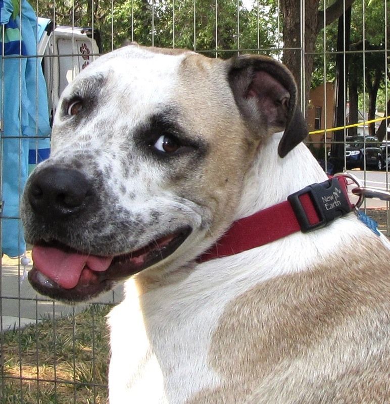 Tan and white dog with a red collar, looking to the side with its tongue out, in front of a metal fence.