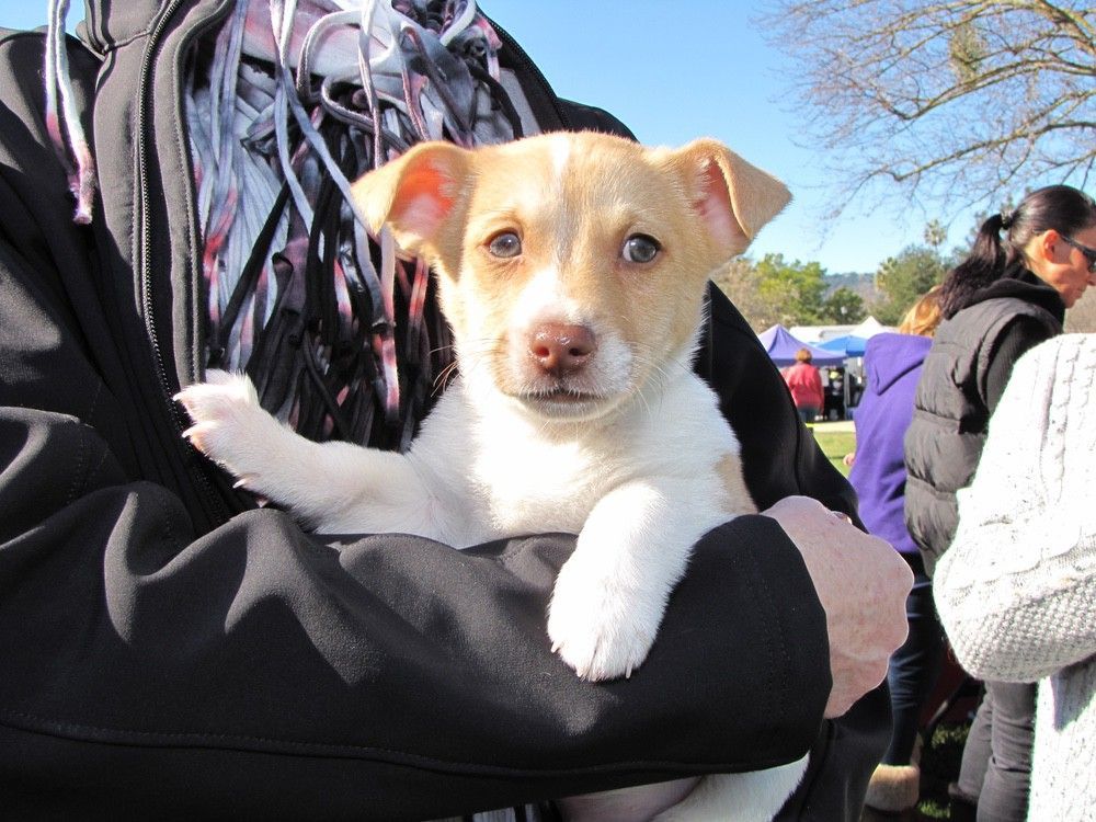 Puppy with tan and white fur being held by a person outdoors, looking forward, raising a paw.