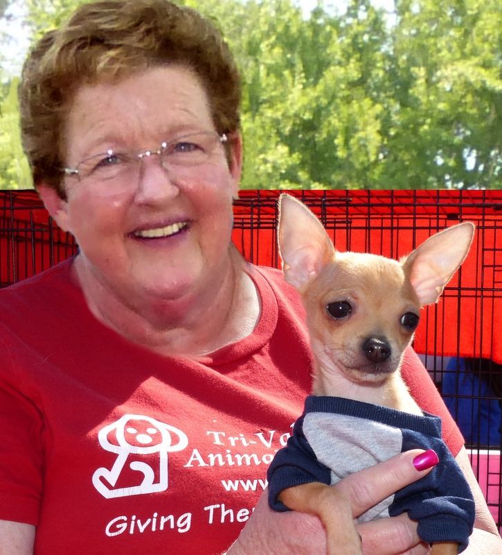 Woman holding a small tan Chihuahua wearing a blue and gray shirt, smiling outdoors.