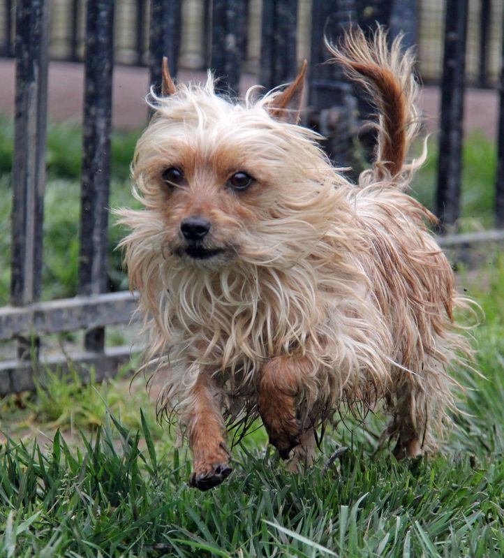 Small, tan dog running on grass, near a black fence.