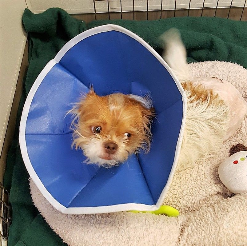 Small dog wearing a blue cone collar, resting on a soft blanket.