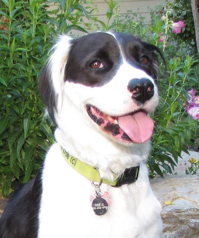 Black and white dog with pink tongue, wearing a green collar, smiles in a garden setting.