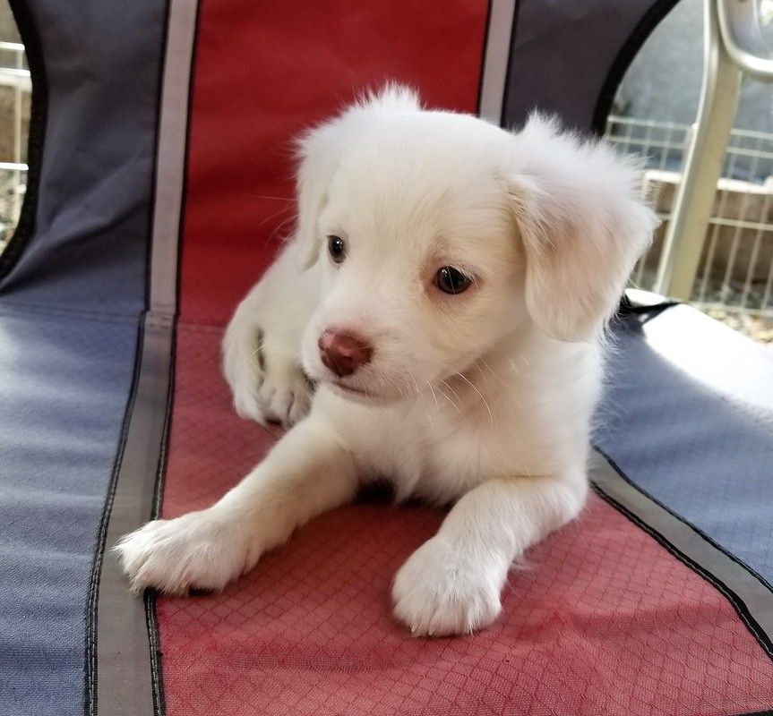 White puppy with fluffy fur and pink nose sits on a red and gray chair, looking alert.