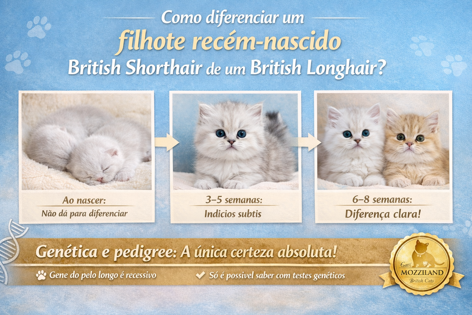 Como diferenciar um filhote recém-nascido British Shorthair de um British Longhair?
