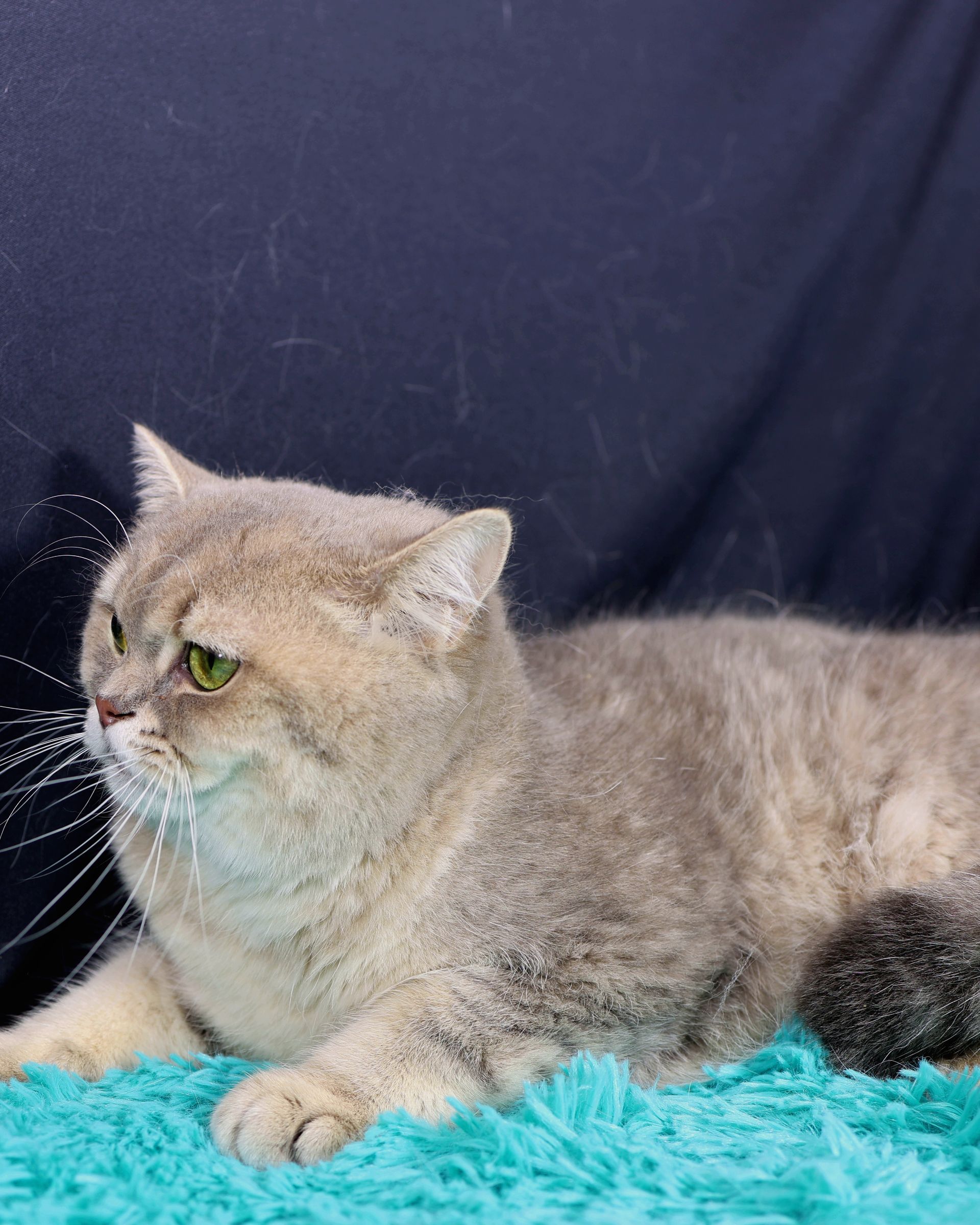 British Shorthair Blue Golden