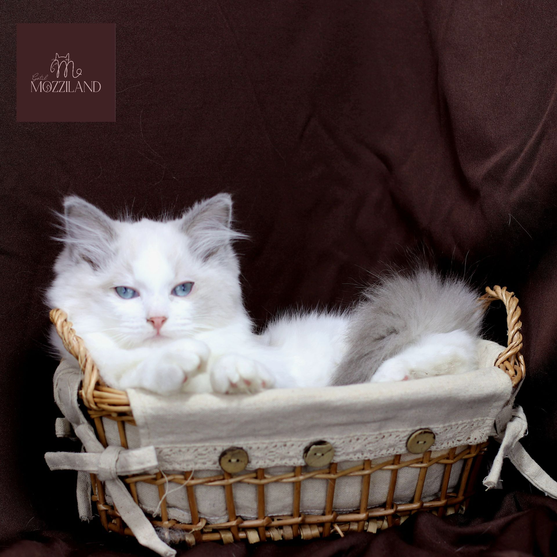 ragdoll bicolor blue