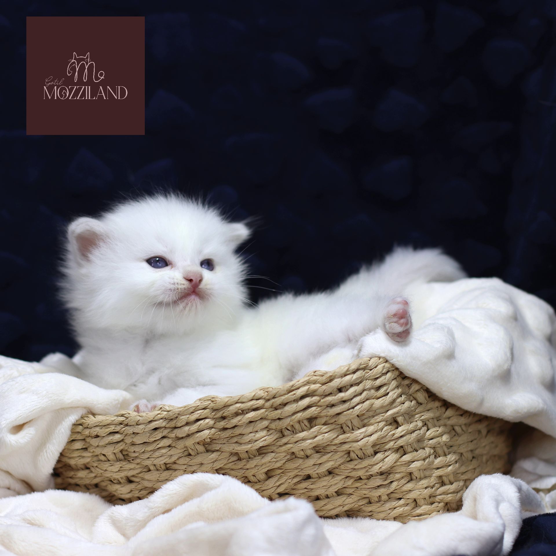ragdoll bicolor blue