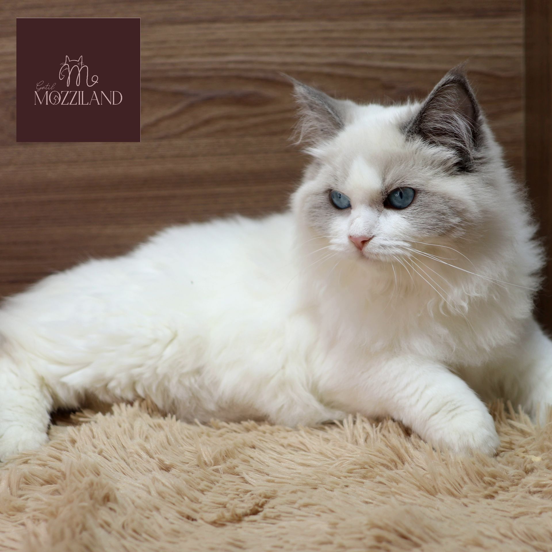 ragdoll bicolor blue