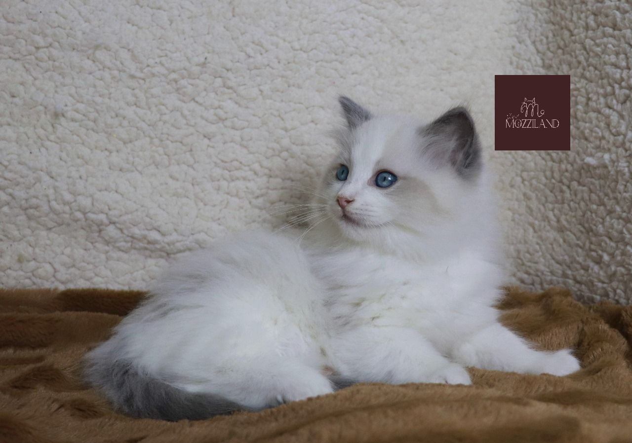 ragdoll bicolor blue