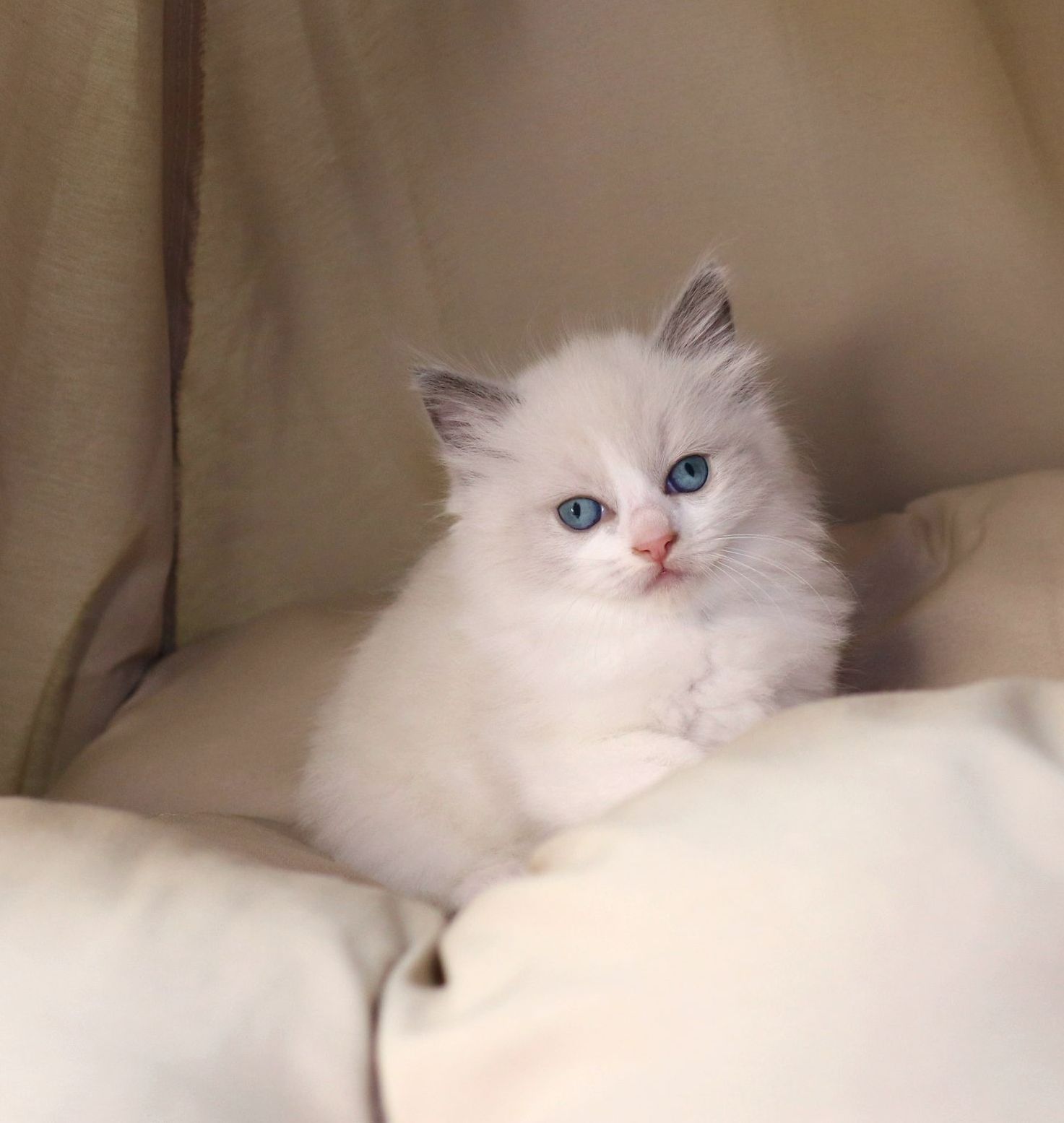 ragdoll bicolor blue