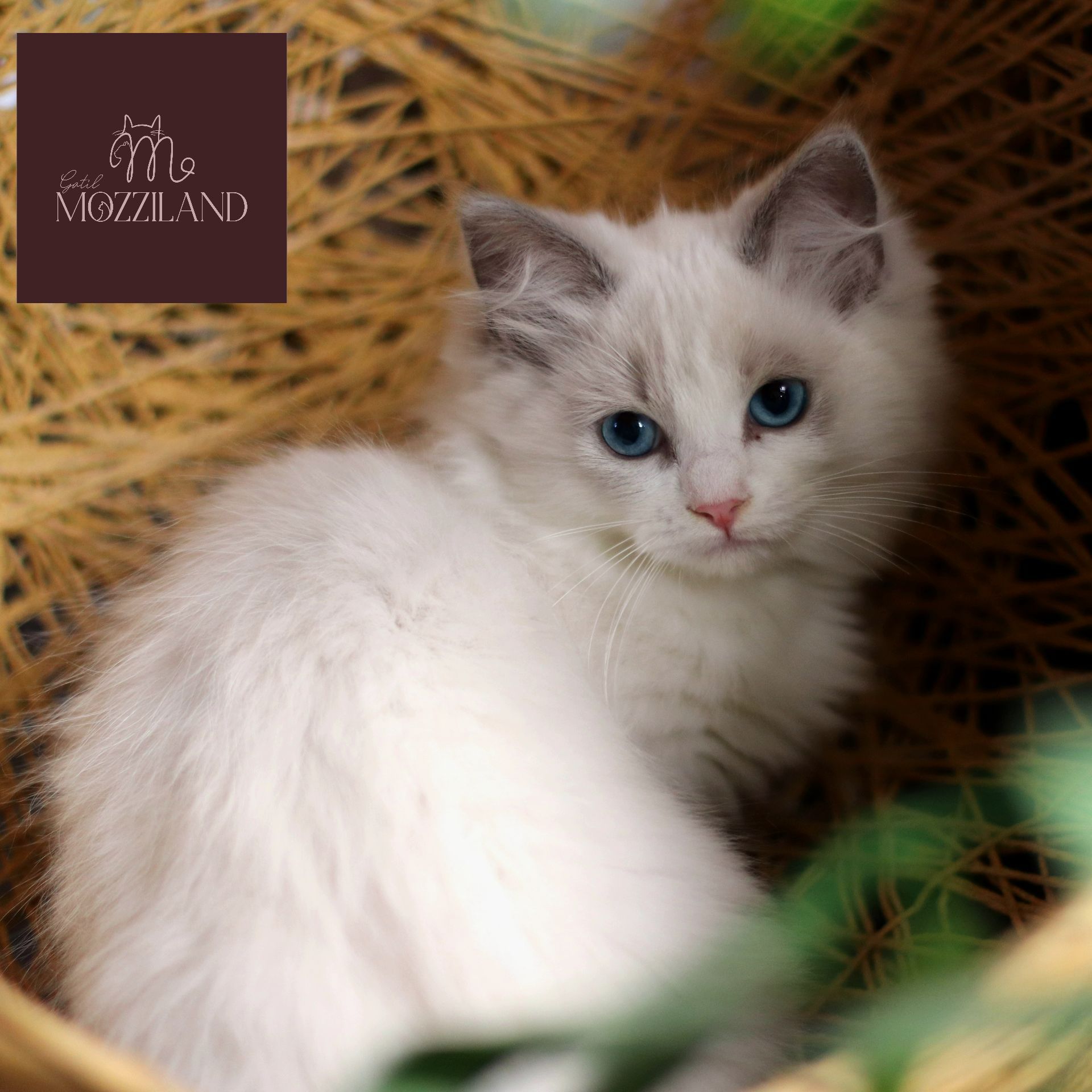ragdoll bicolor blue