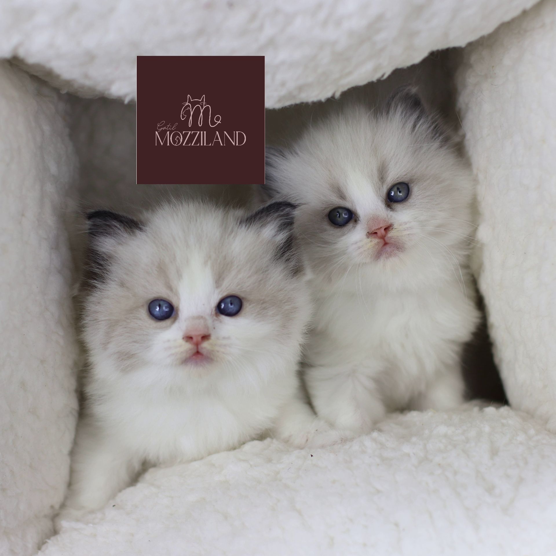 ragdoll bicolor seal