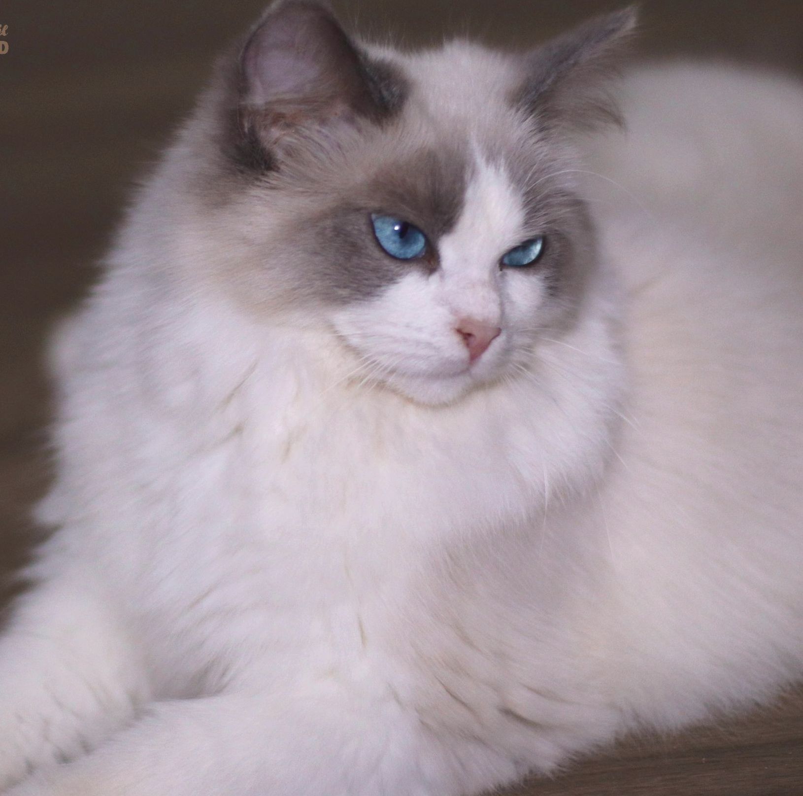 ragdoll bicolor blue