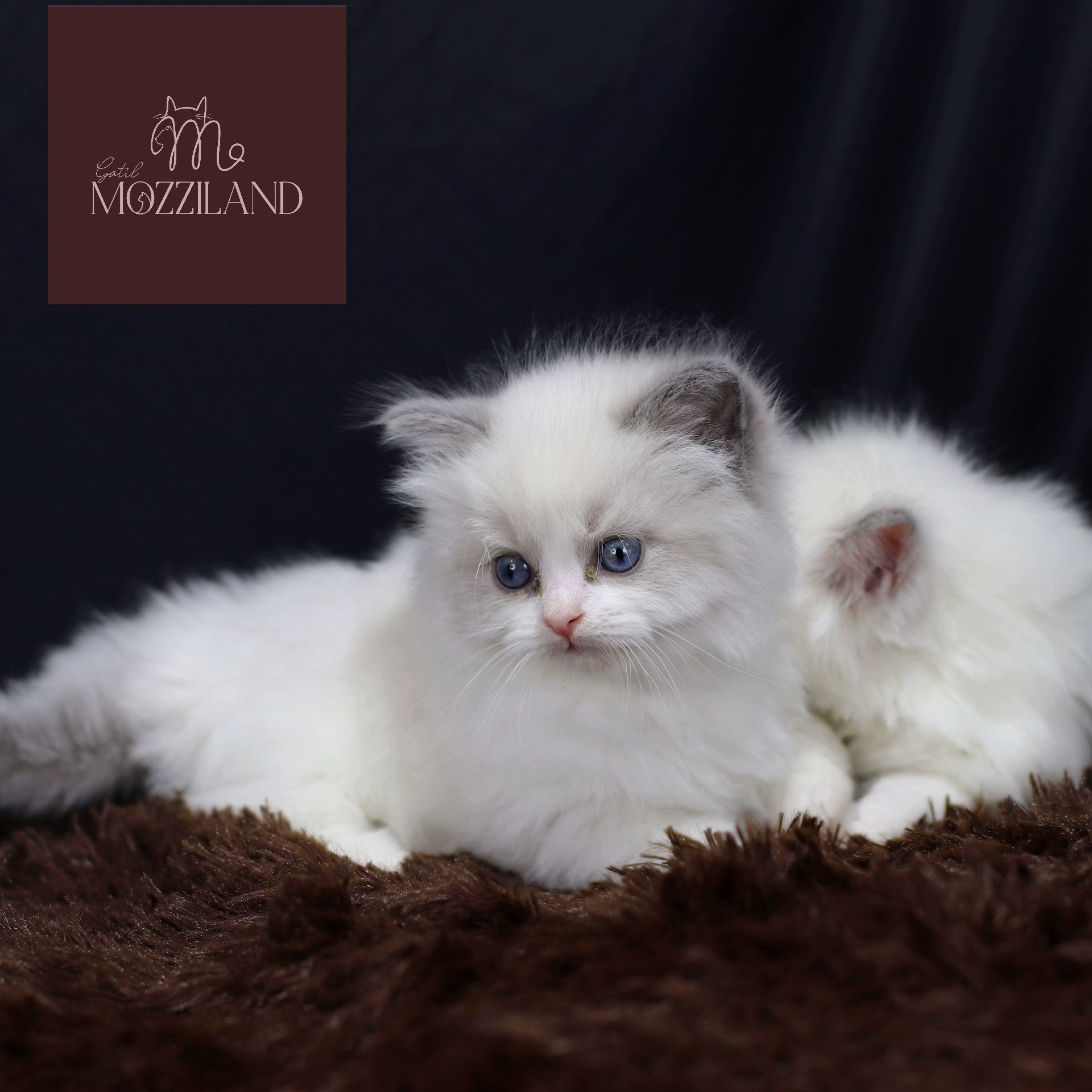 ragdoll bicolor blue