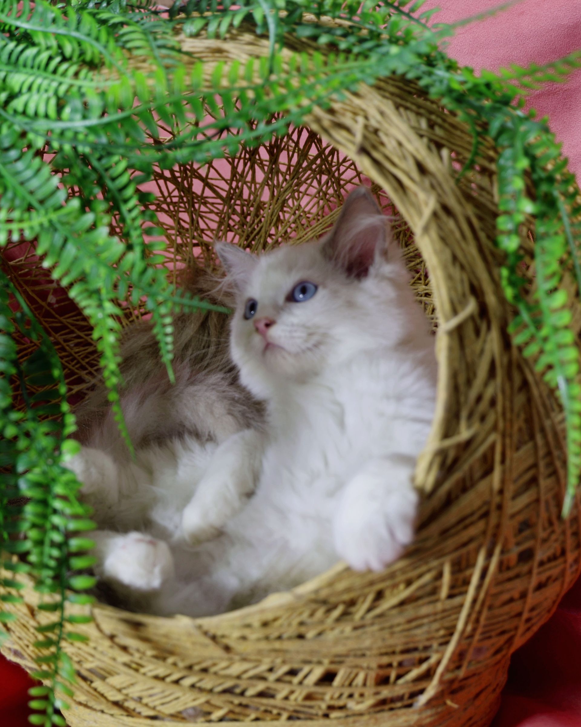 ragdoll bicolor lilac