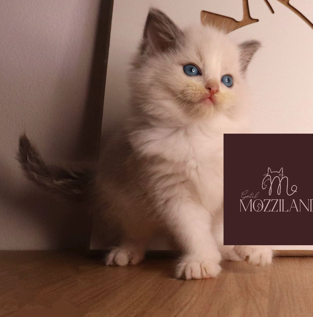 ragdoll bicolor blue