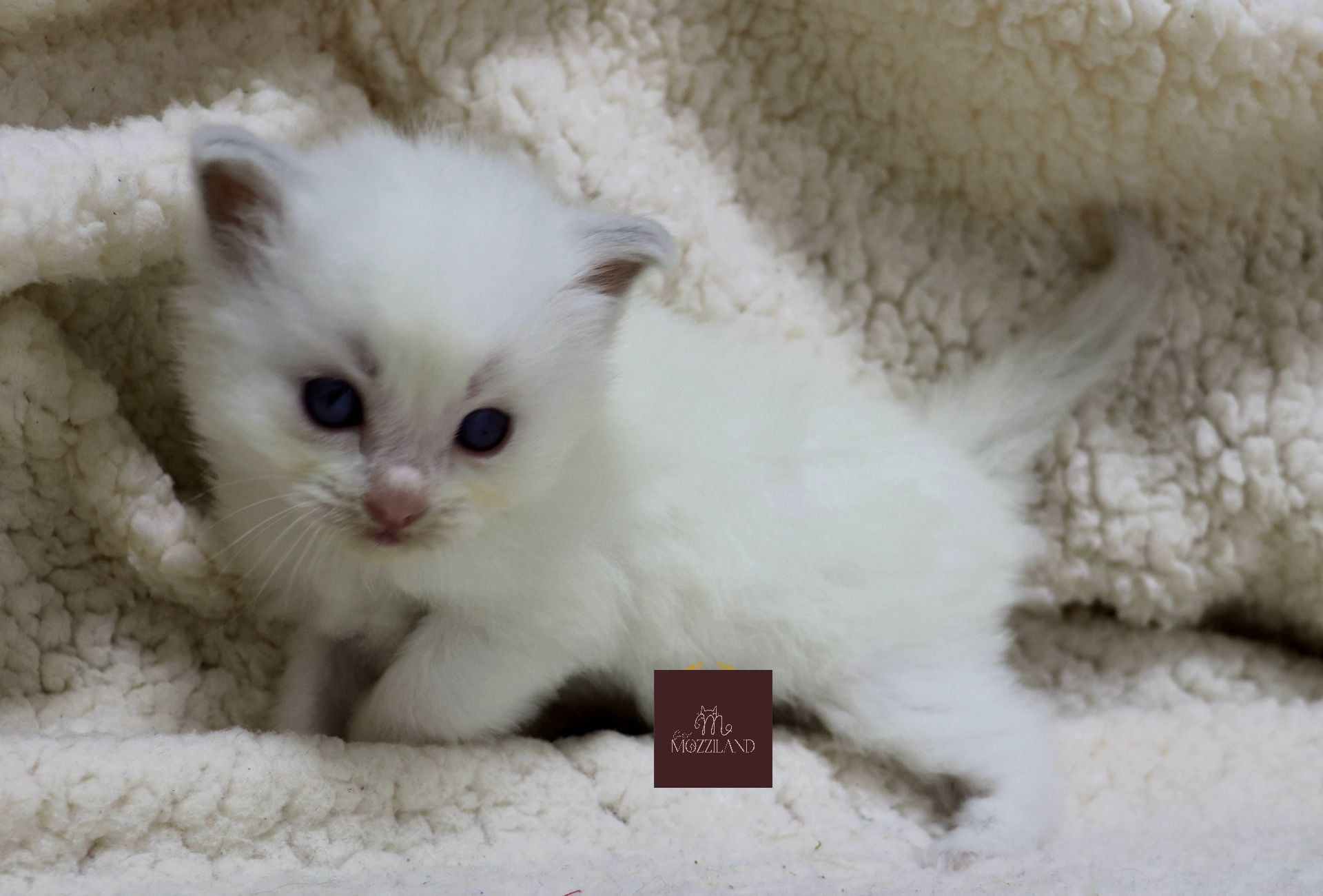 ragdoll bicolor blue