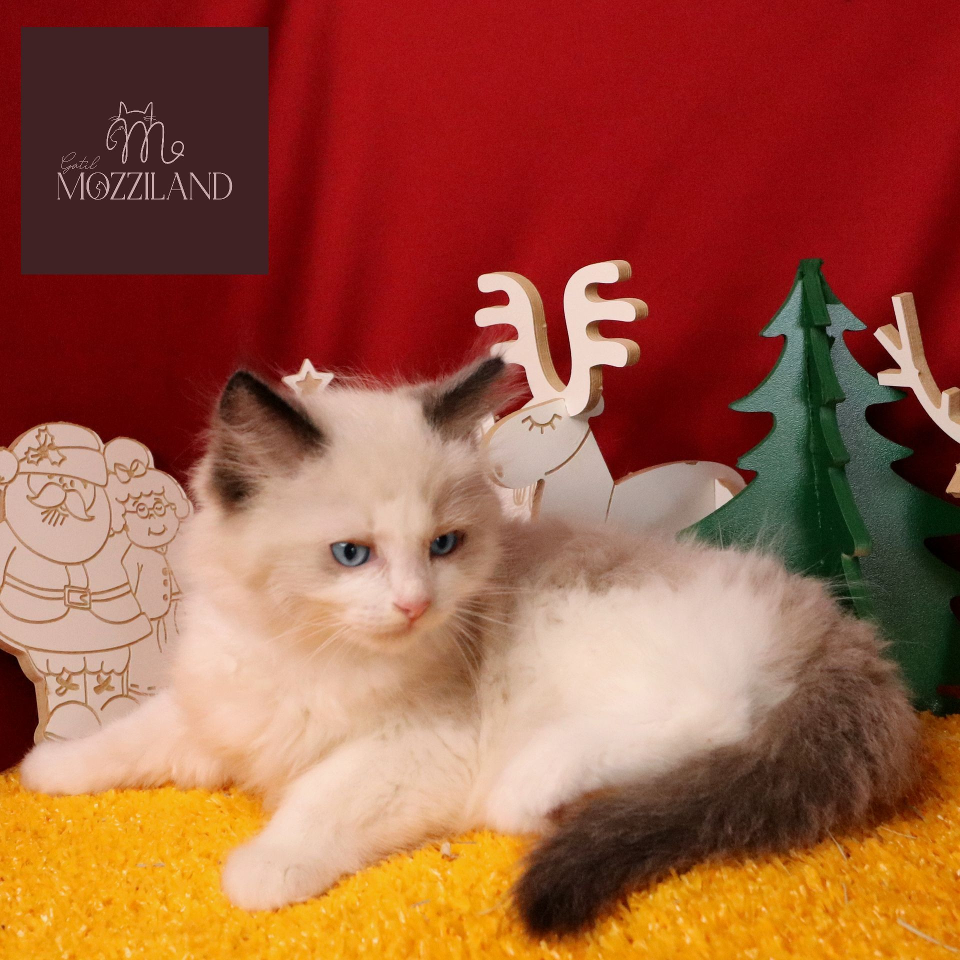 ragdoll bicolor blue