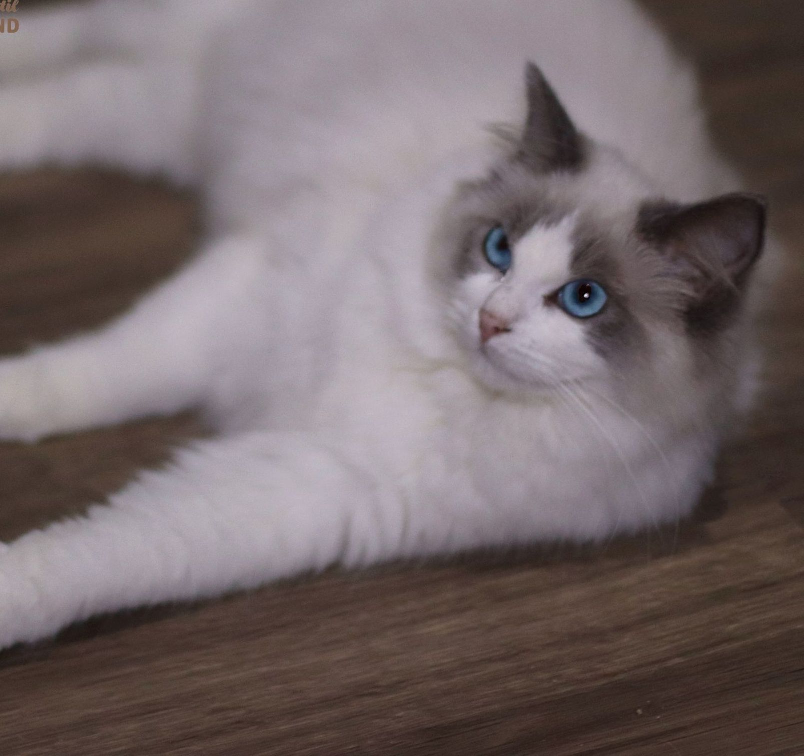 ragdoll bicolor blue