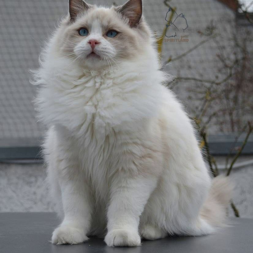 ragdoll bicolor lilac