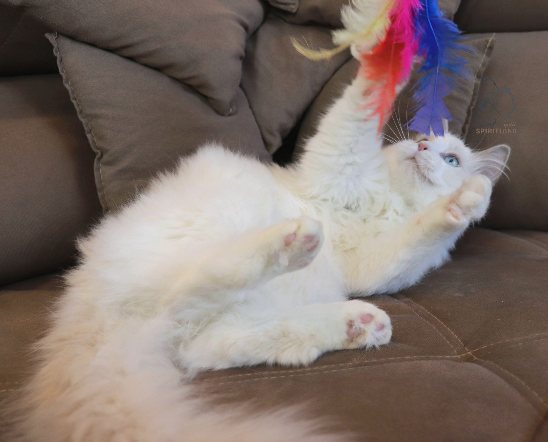 ragdoll bicolor lilac