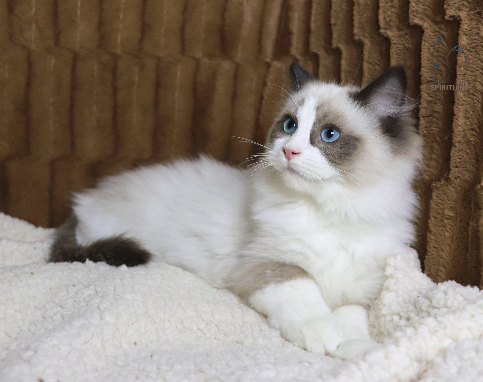 ragdoll bicolor seal