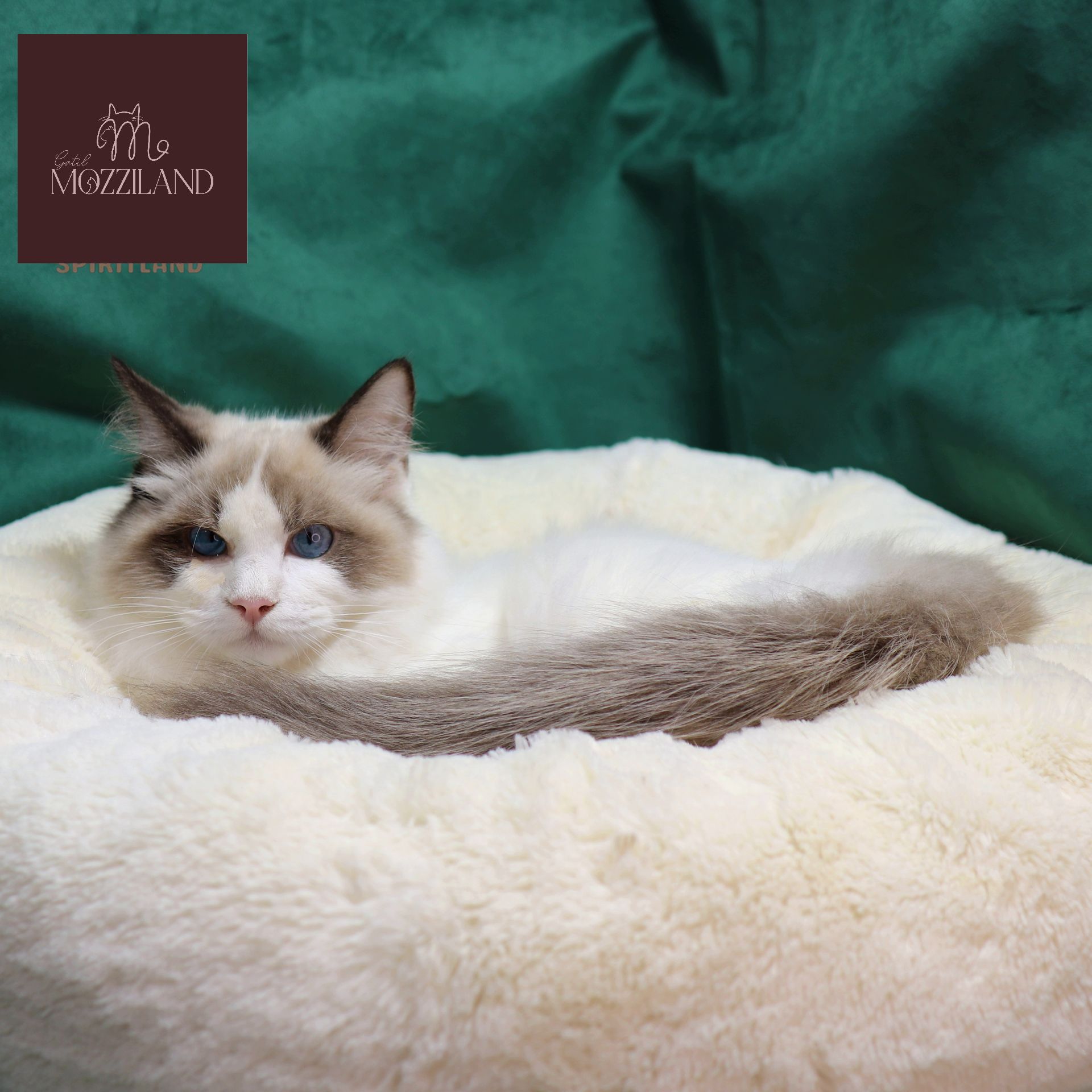 ragdoll bicolor blue