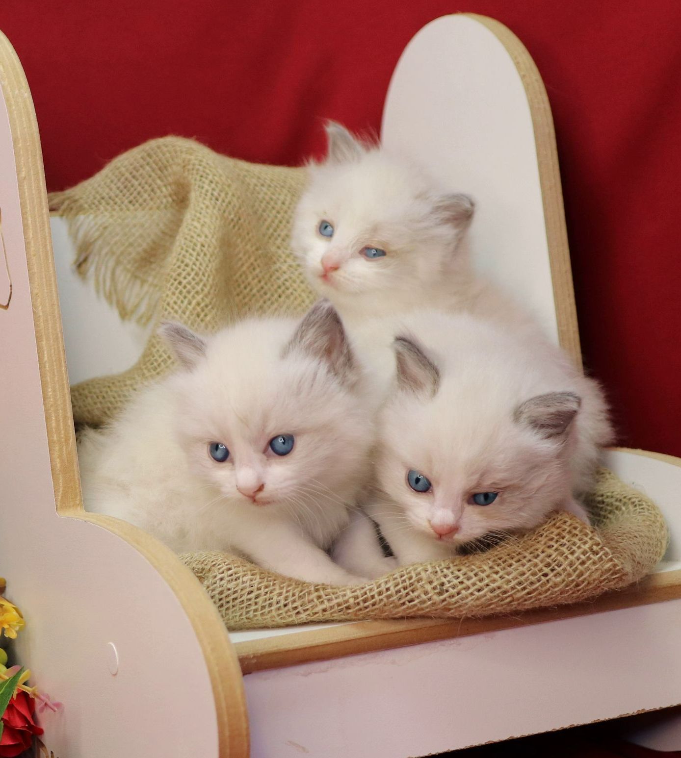 ragdoll bicolor blue