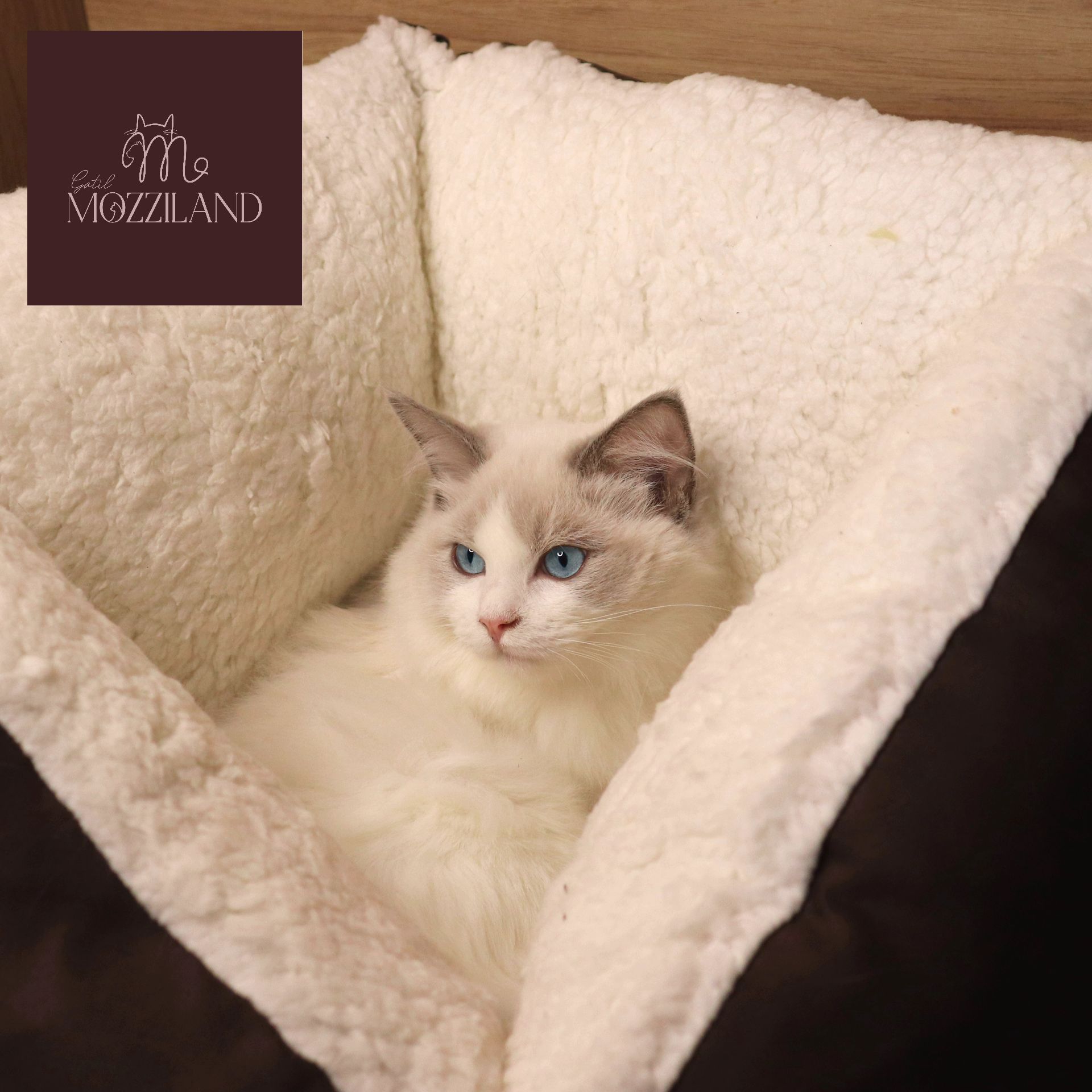 ragdoll bicolor blue