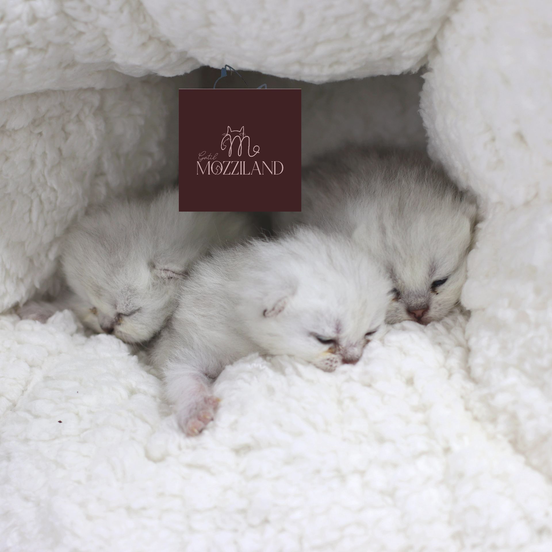 ragdoll bicolor blue, mitted blue