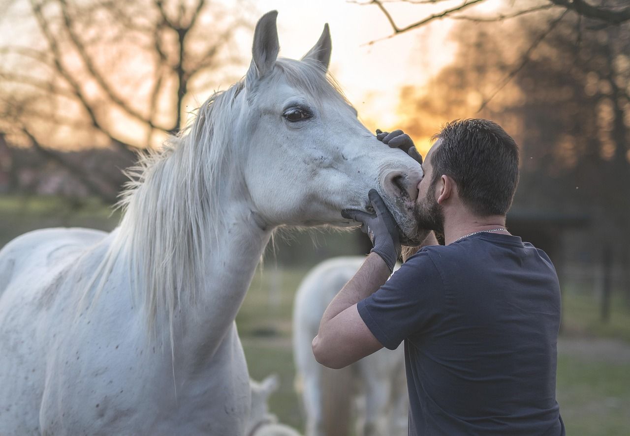 Man kissing a white horse's muzzle in a grassy field during sunset. The horse has a calm expression.