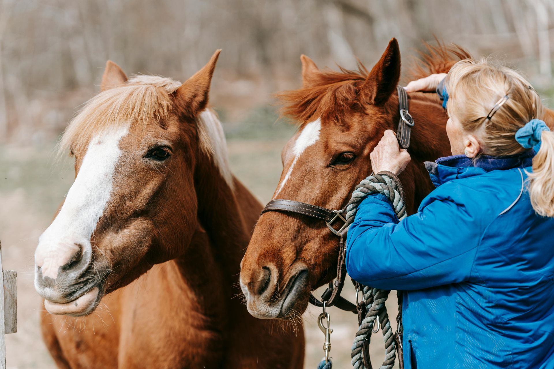 Two chestnut horses with white blazes; woman in blue jacket adjusts halter on one. Outdoors, sunny.
