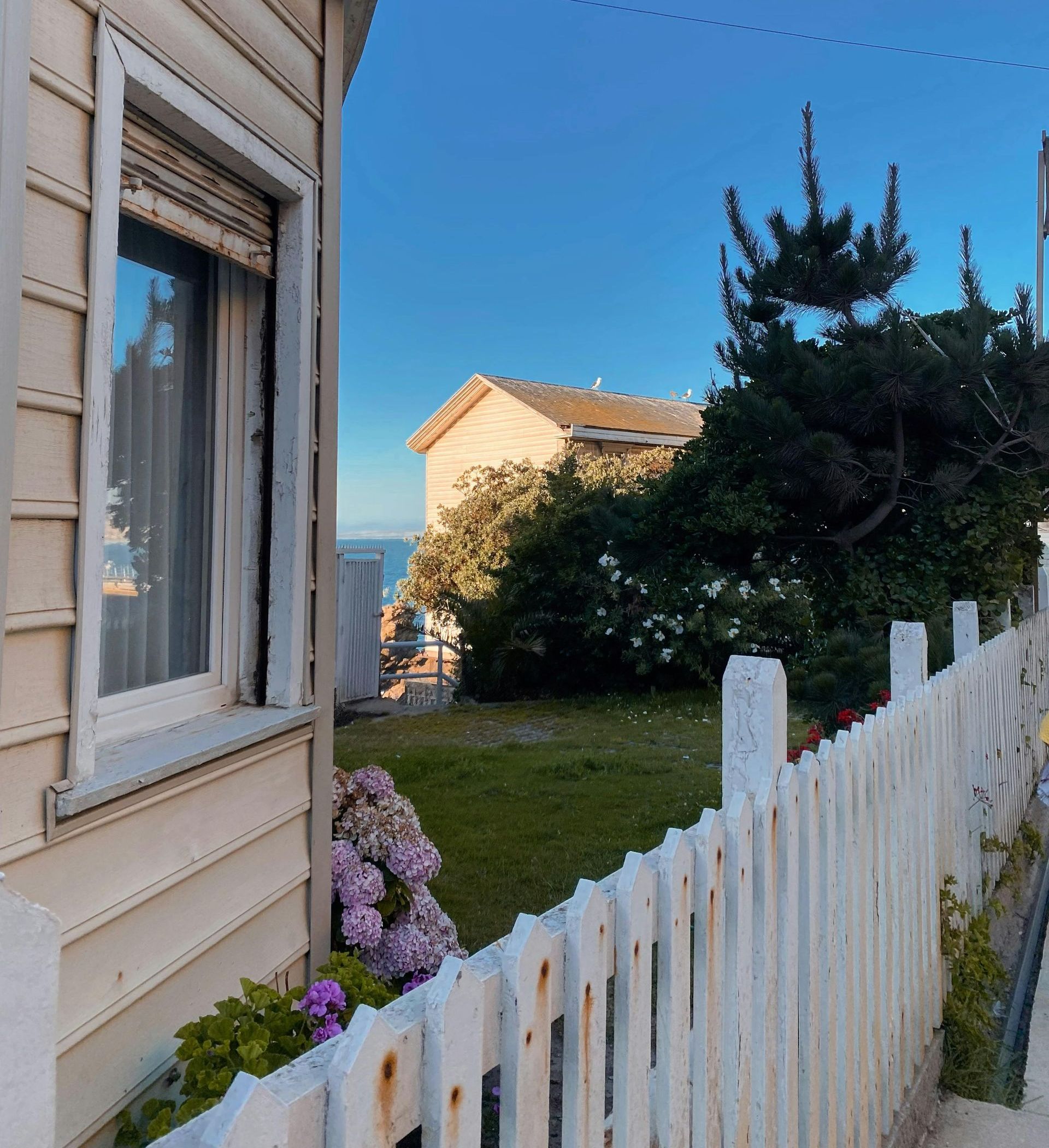 A weathered, white picket fence surrounds a grassy yard with a flowering bush. A house sits behind the fence. Clear blue sky.