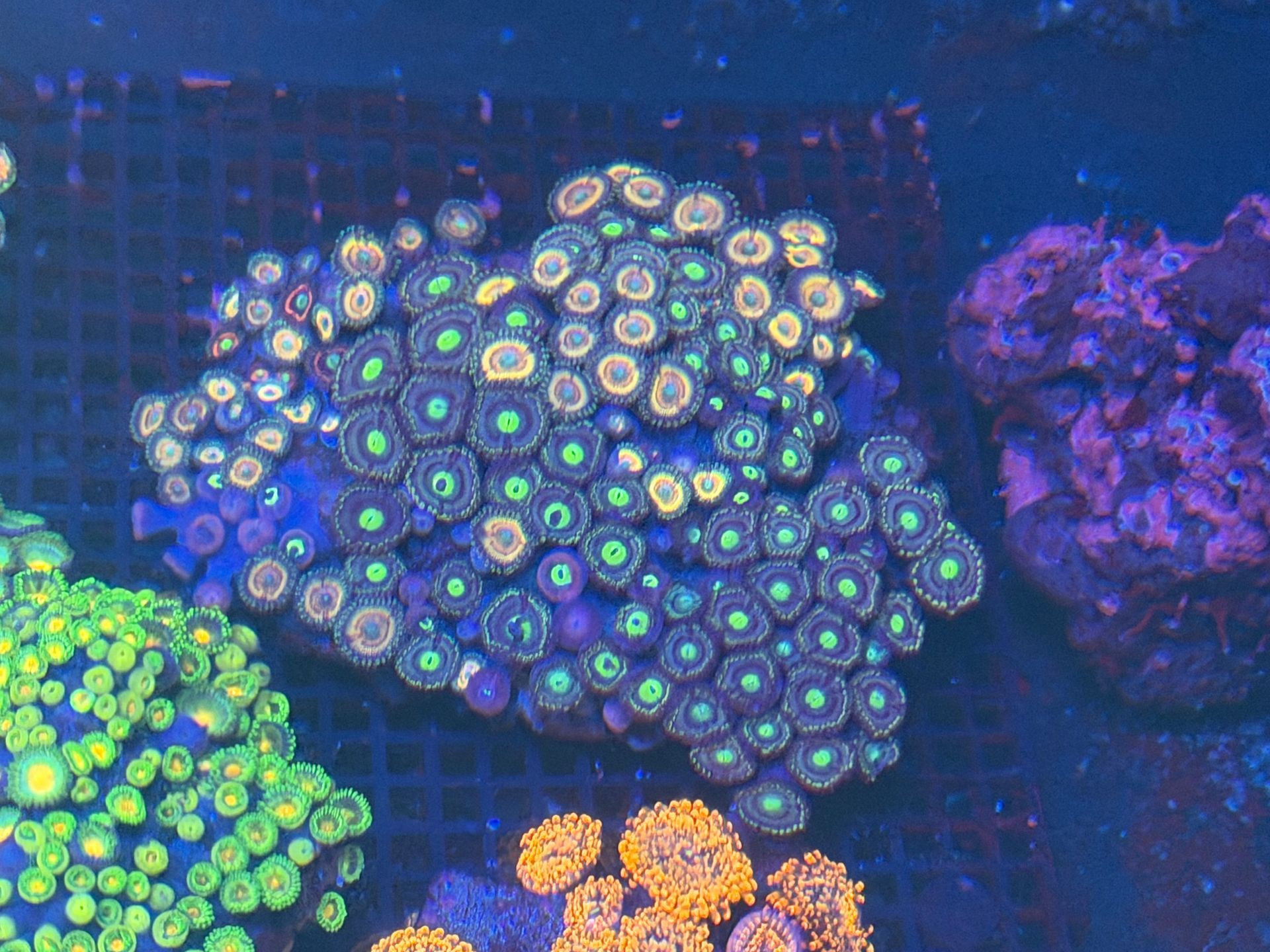 mixed zoa